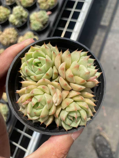 多肉植物 ベンバグン 15株セット 3号鉢 品番AF00011