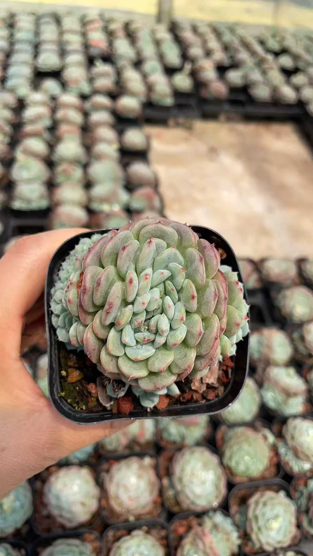 多肉植物 ハクフトコツイカ 50株セット 2.5号鉢 品番AE00012