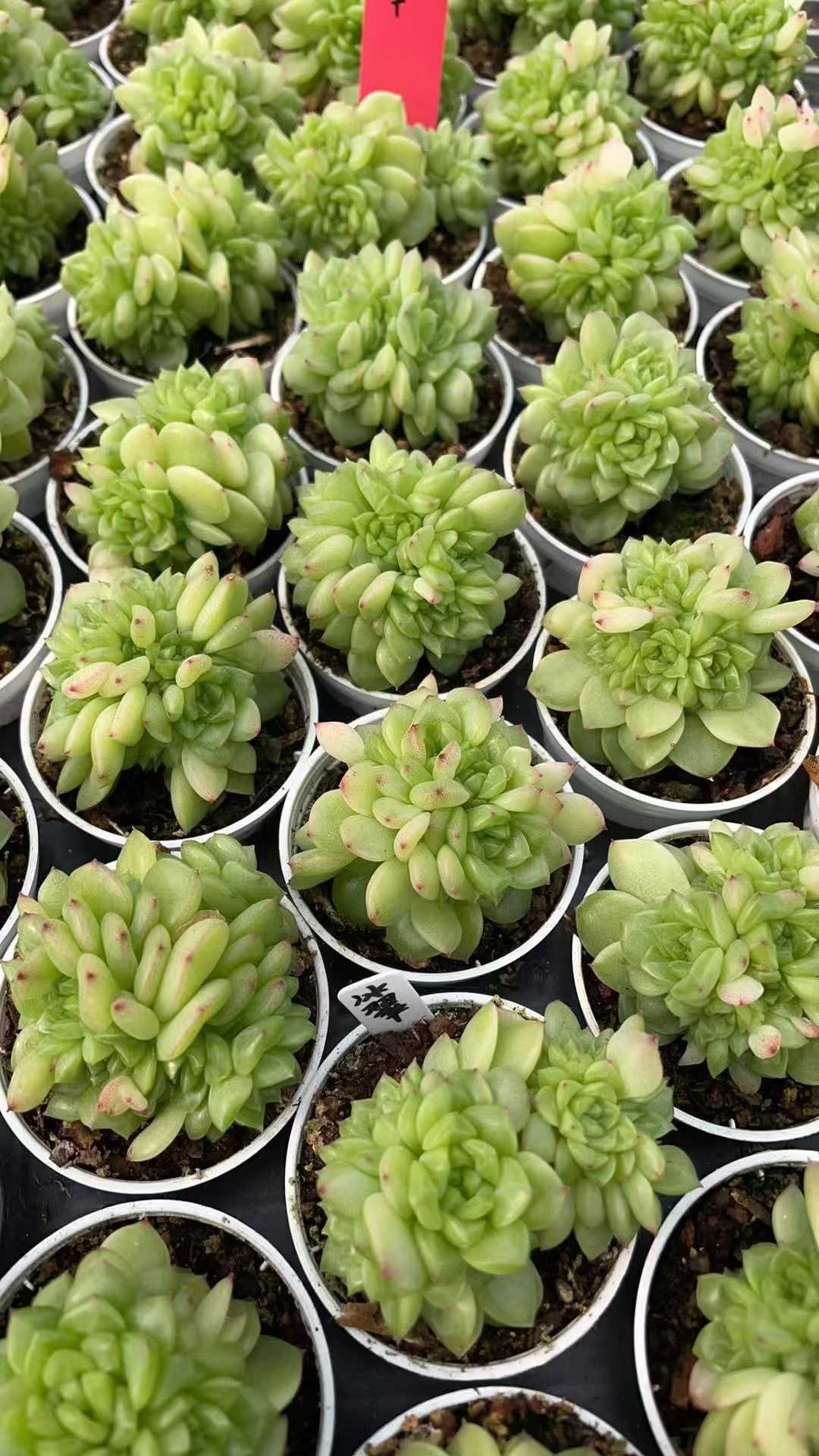 多肉植物 ヒョウスイ 50株セット 2号鉢 品番AE00041