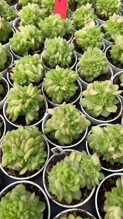 多肉植物 ヒョウスイ 50株セット 2号鉢 品番AE00041