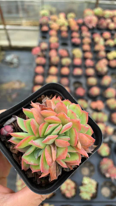 多肉植物 キラドド 50株セット 2.5号鉢 品番AE00003
