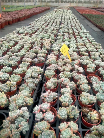 多肉植物 ヒョクギョク 35株セット 3号鉢 品番ZG00017