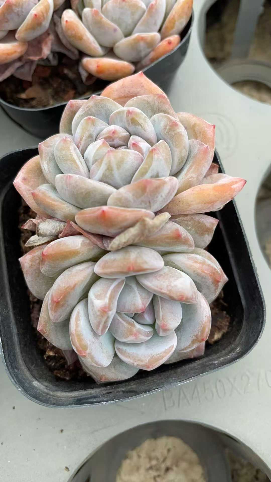 多肉植物 ホシカゲソウトウ 50株セット 2.5号鉢 品番AE00028