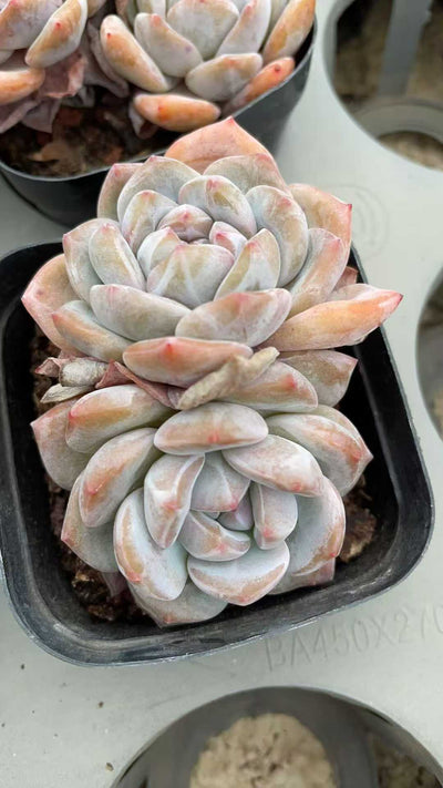 多肉植物 ホシカゲソウトウ 50株セット 2.5号鉢 品番AE00028