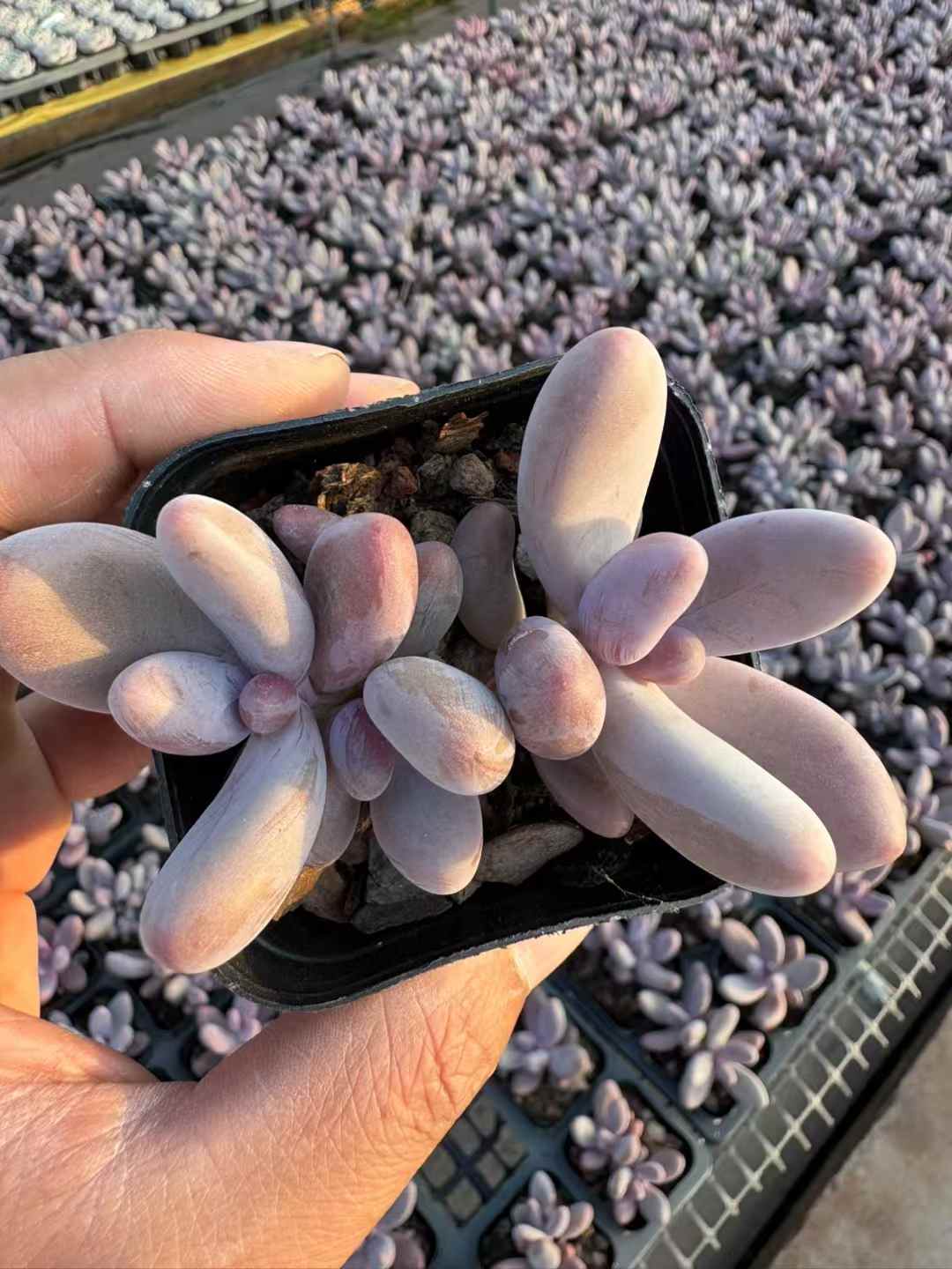 多肉植物 くれないゆび 50株セット 2.5号鉢 品番AD00243
