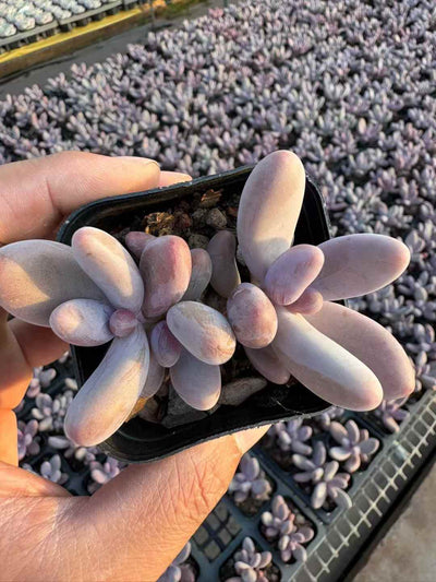 多肉植物 くれないゆび 50株セット 2.5号鉢 品番AD00243