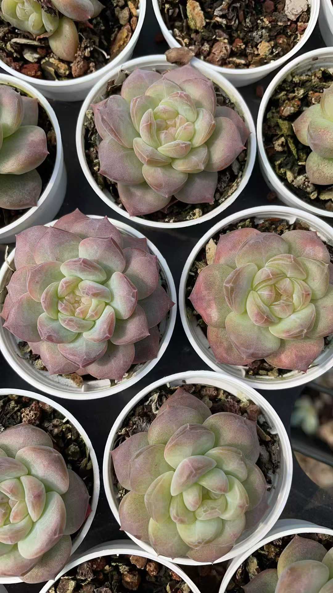 多肉植物 トウシンコハク 50株セット 2号鉢 品番AE00043