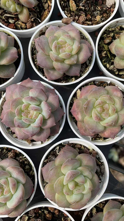 多肉植物 トウシンコハク 50株セット 2号鉢 品番AE00043