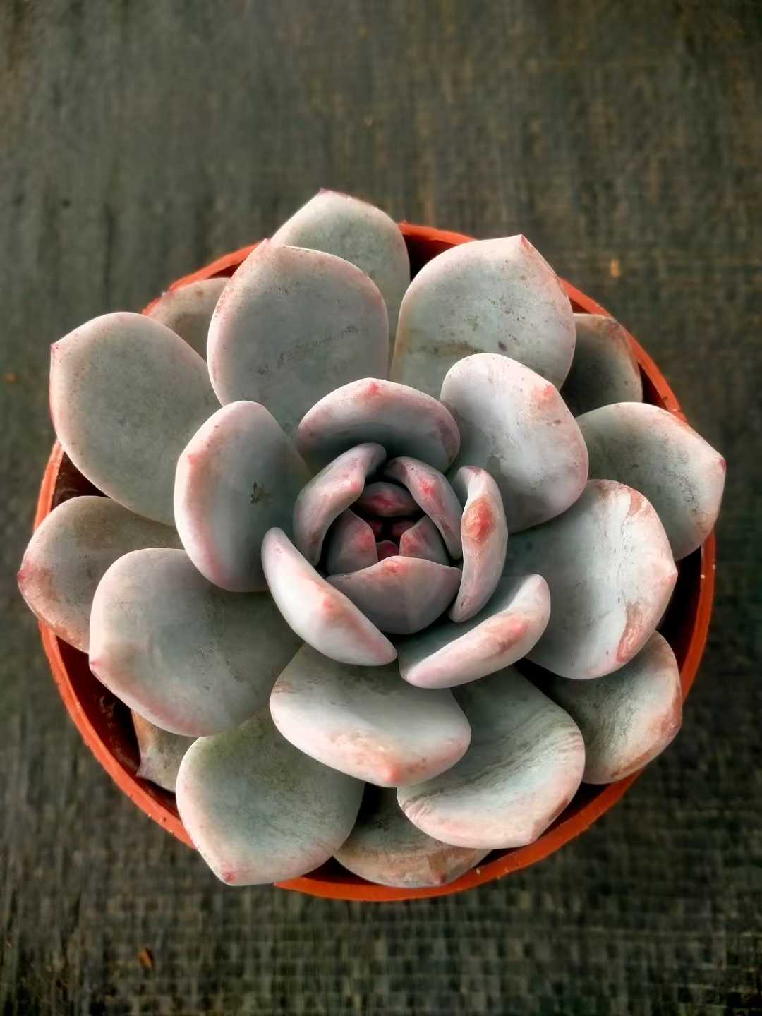 多肉植物 モンロータントウ 35株セット 3号鉢 品番ZG00067