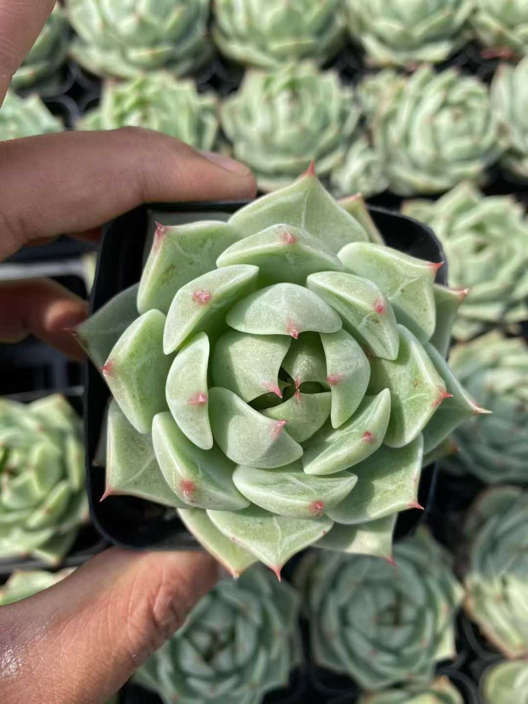 多肉植物 ミドリバカジン 54株セット 2.5号鉢 品番AF00022