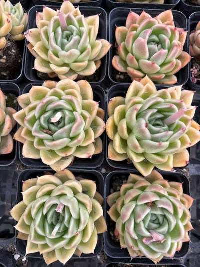 多肉植物 こおりとう 50株セット 2.5号鉢 品番AD00082