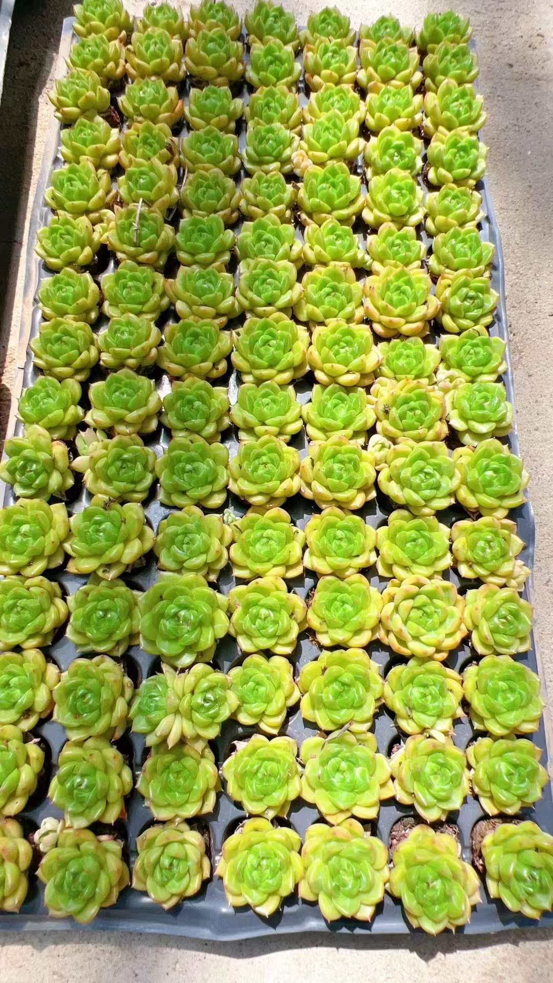 多肉植物 グリーンダイヤモンド 105株セット 品番AH00012