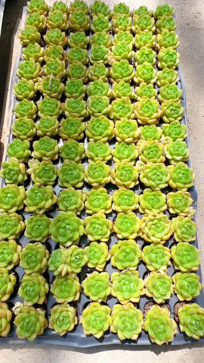 多肉植物 グリーンダイヤモンド 105株セット 品番AH00012