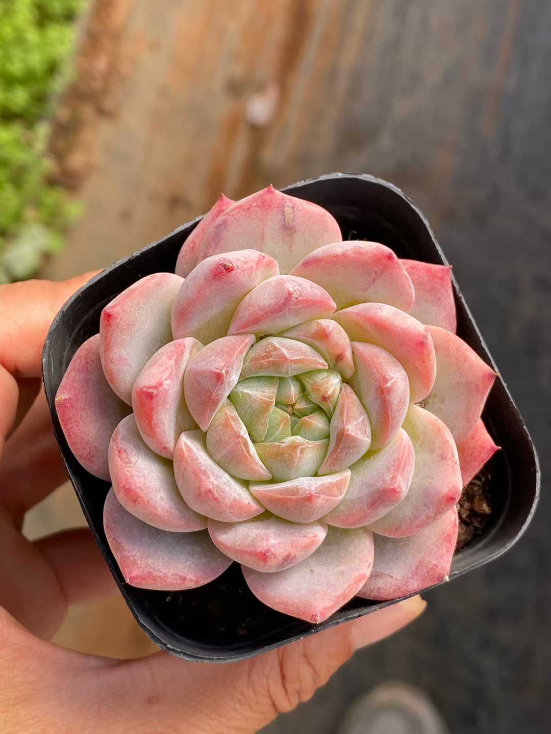 多肉植物 ピンクダイヤ 50株セット 2.5号鉢 品番AA00170