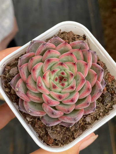 多肉植物 スターライトジェニー 24株セット 2.5号鉢 品番AA00114