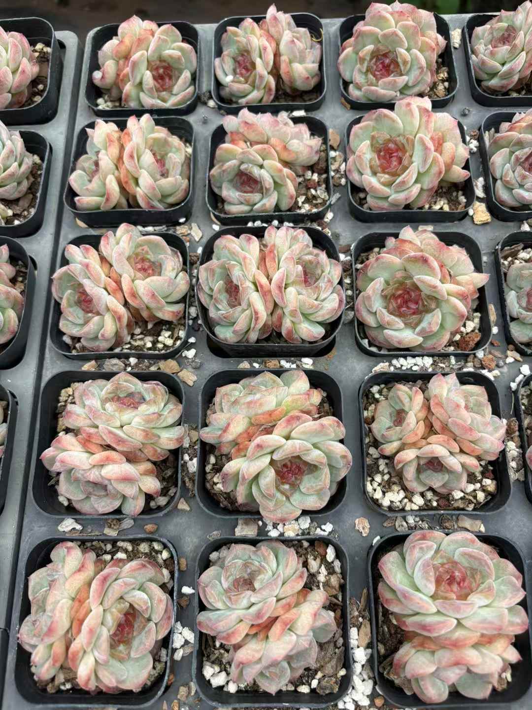 多肉植物 うんきゅうそうとう 50株セット 2.5号鉢 品番AD00245