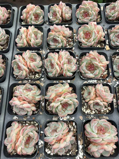 多肉植物 うんきゅうそうとう 50株セット 2.5号鉢 品番AD00245