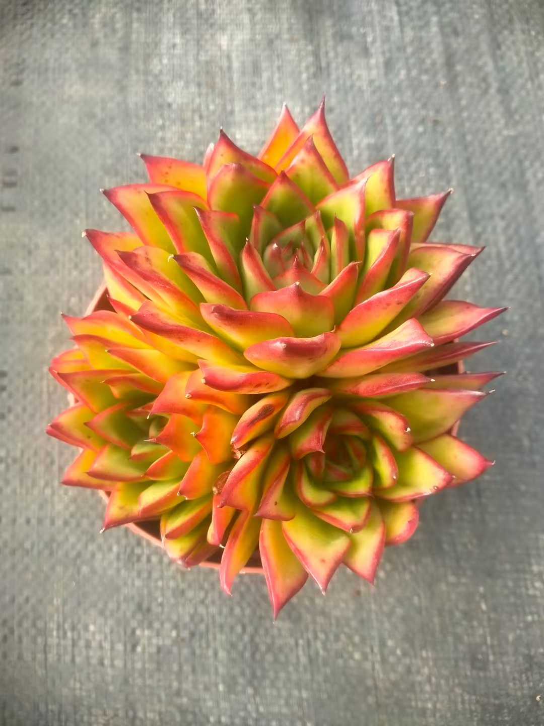 多肉植物 ジゼル 24株セット 4号鉢 品番ZG00078