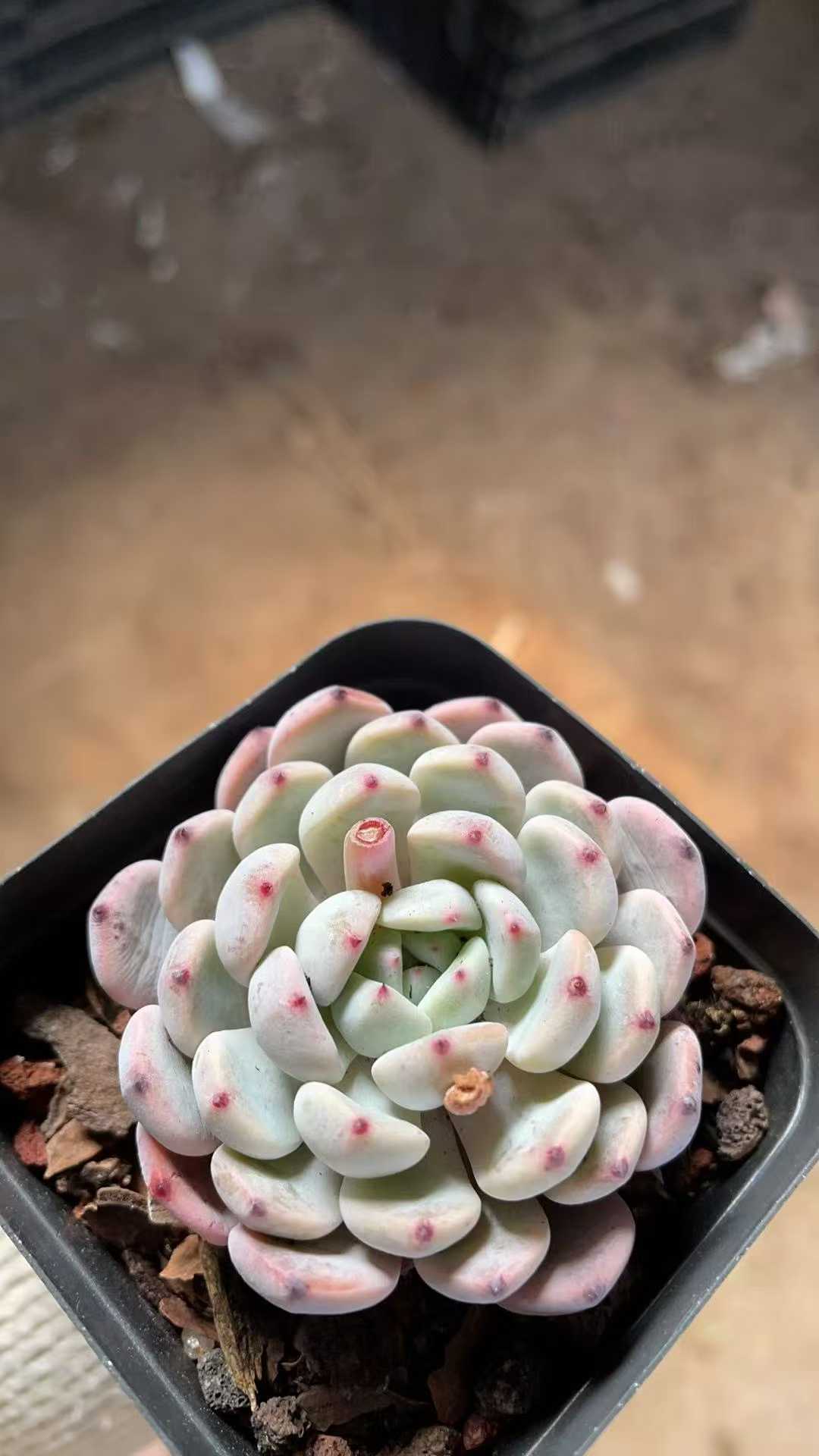 多肉植物 ユキヅメ 50株セット 2.5号鉢 品番AE00017