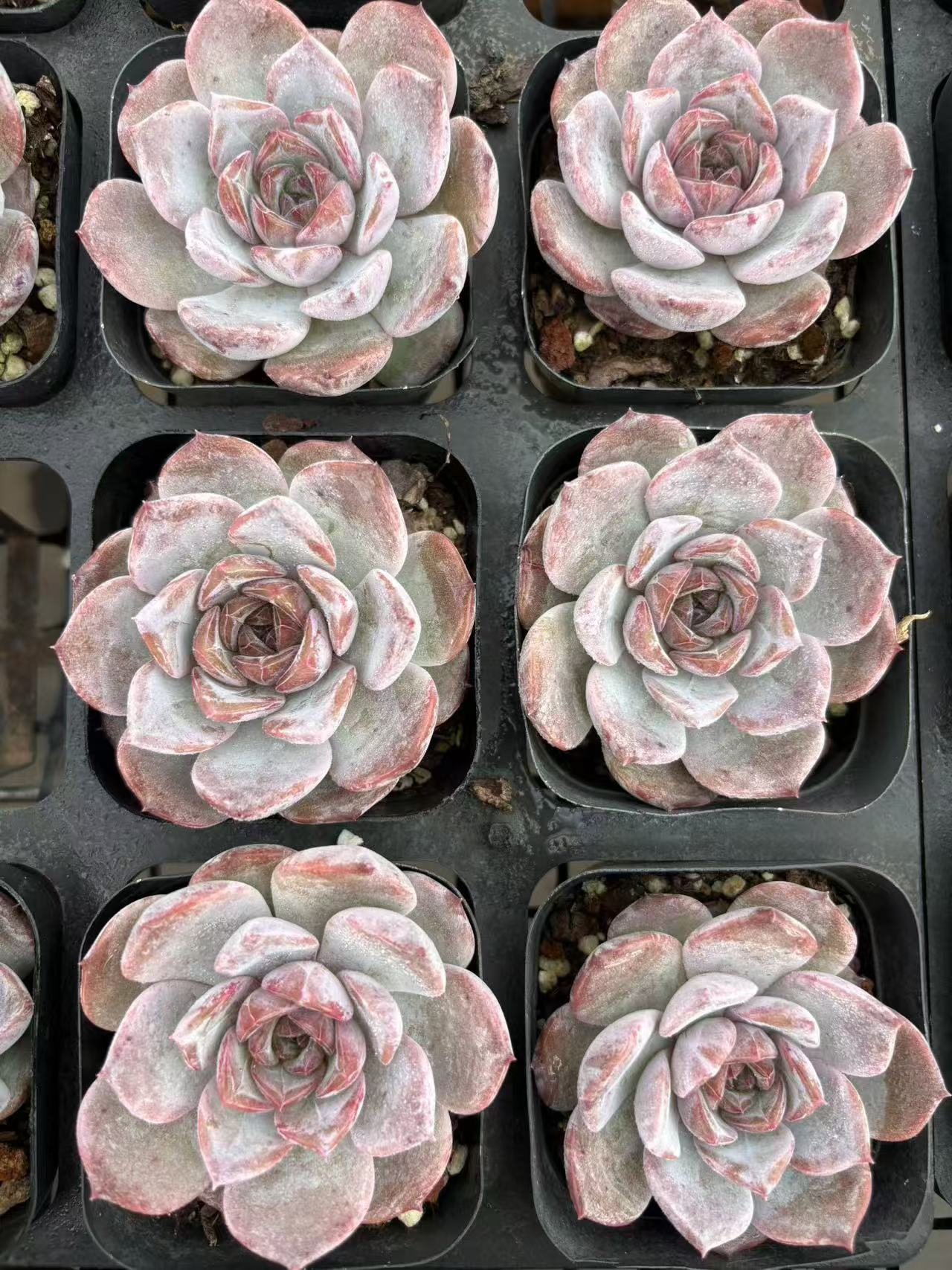 多肉植物 しせんし 50株セット 2.5号鉢 品番AD00111
