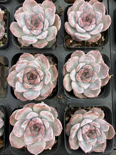 多肉植物 しせんし 50株セット 2.5号鉢 品番AD00111