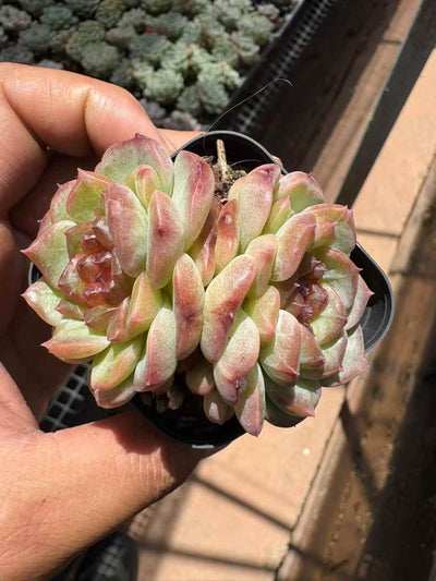 多肉植物 うんきゅうそう 50株セット 2.5号鉢 品番AD00194