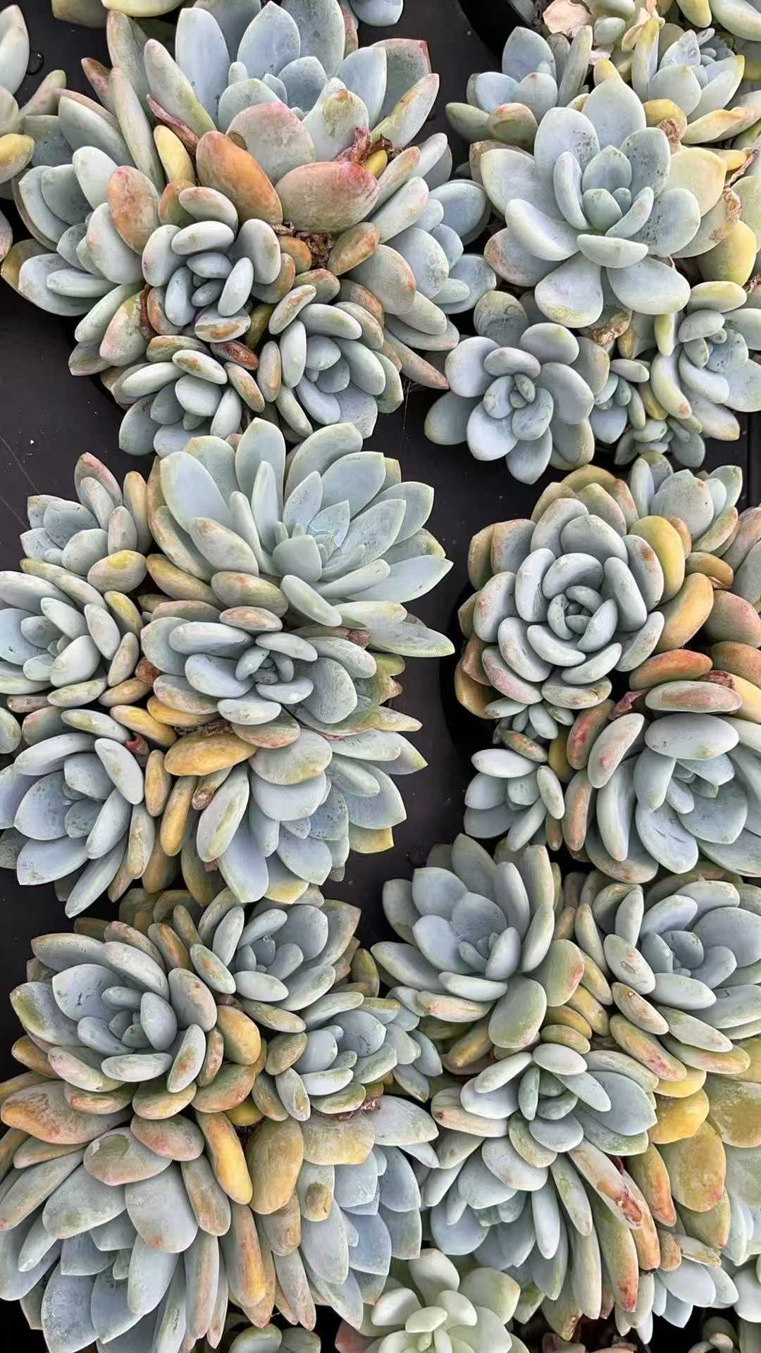 多肉植物 レイコウ 15株セット 4号鉢 品番AE00031