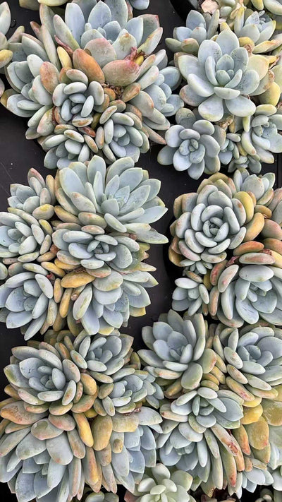 多肉植物 レイコウ 15株セット 4号鉢 品番AE00031