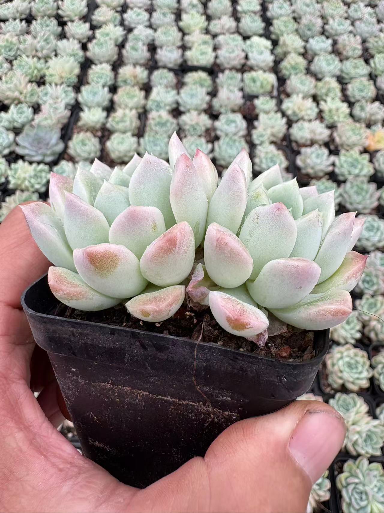 多肉植物 クリームびじん 50株セット 2.5号鉢 品番AD00066