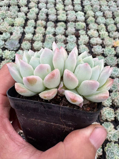 多肉植物 クリームびじん 50株セット 2.5号鉢 品番AD00066