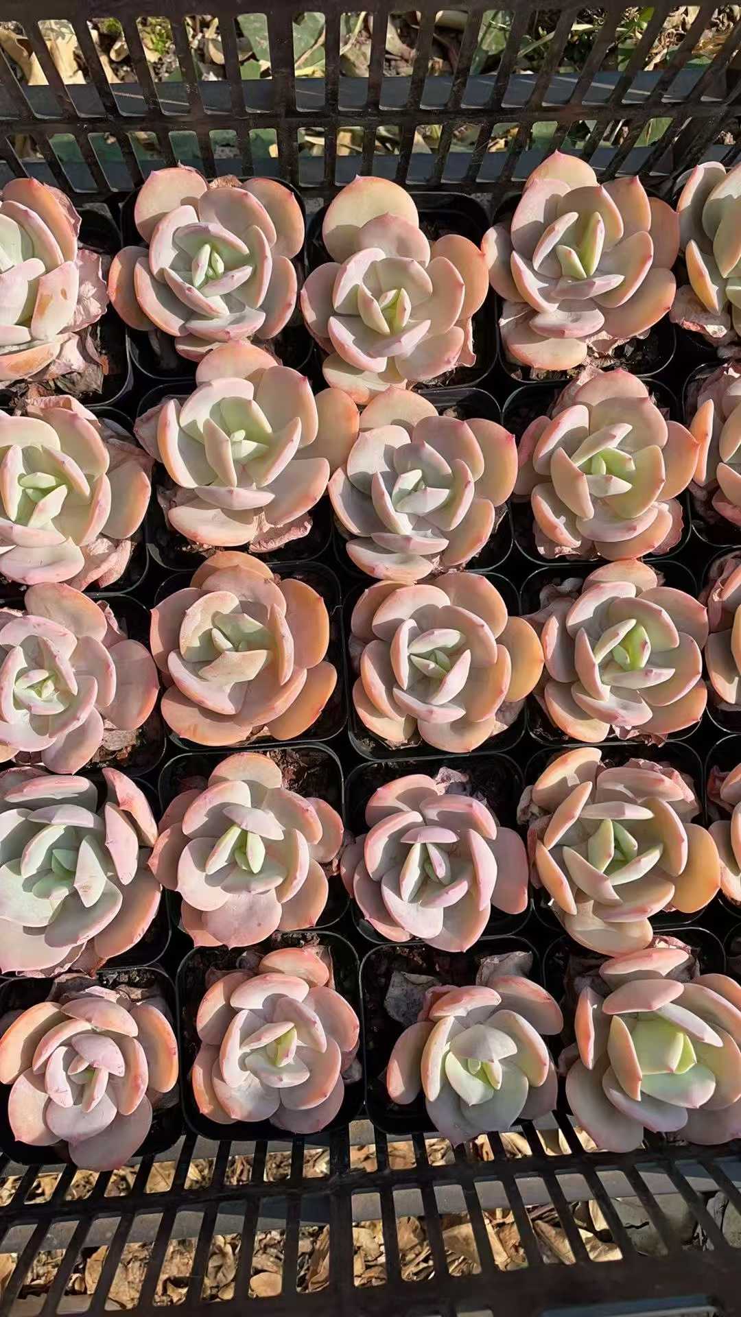 多肉植物 マルバフンホウ 50株セット 2.5号鉢 品番AE00020