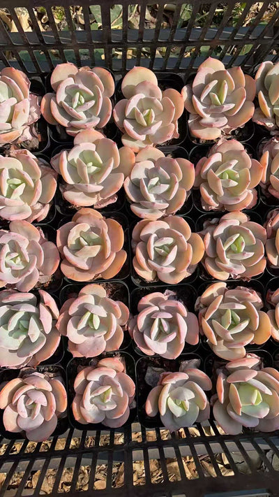 多肉植物 マルバフンホウ 50株セット 2.5号鉢 品番AE00020