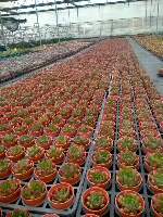 多肉植物 コウシン 35株セット 3号鉢 品番ZG00001