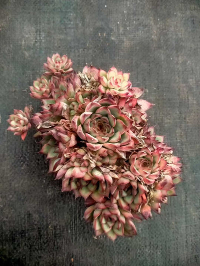 多肉植物 ハスドトウ 35株セット 3号鉢 品番ZG00055