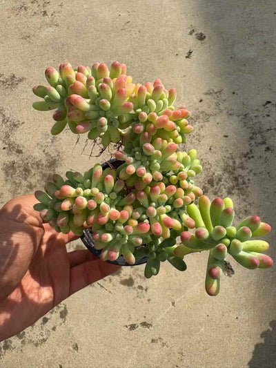 多肉植物 おとめごころけい 18株セット 3号鉢 品番AD00210