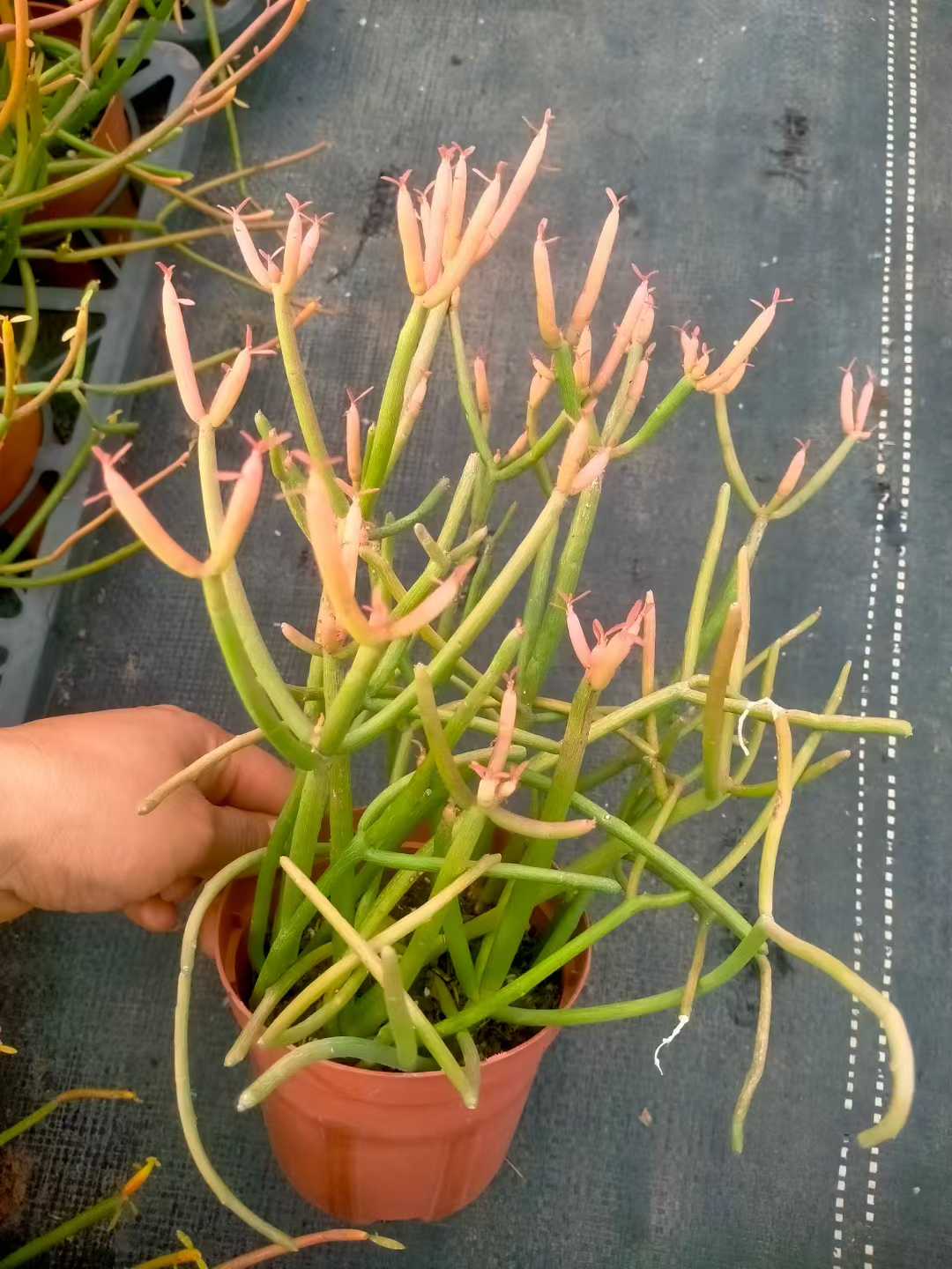 多肉植物 ベニサンゴグンセイドトウ 24株セット 4号鉢 品番ZG00022