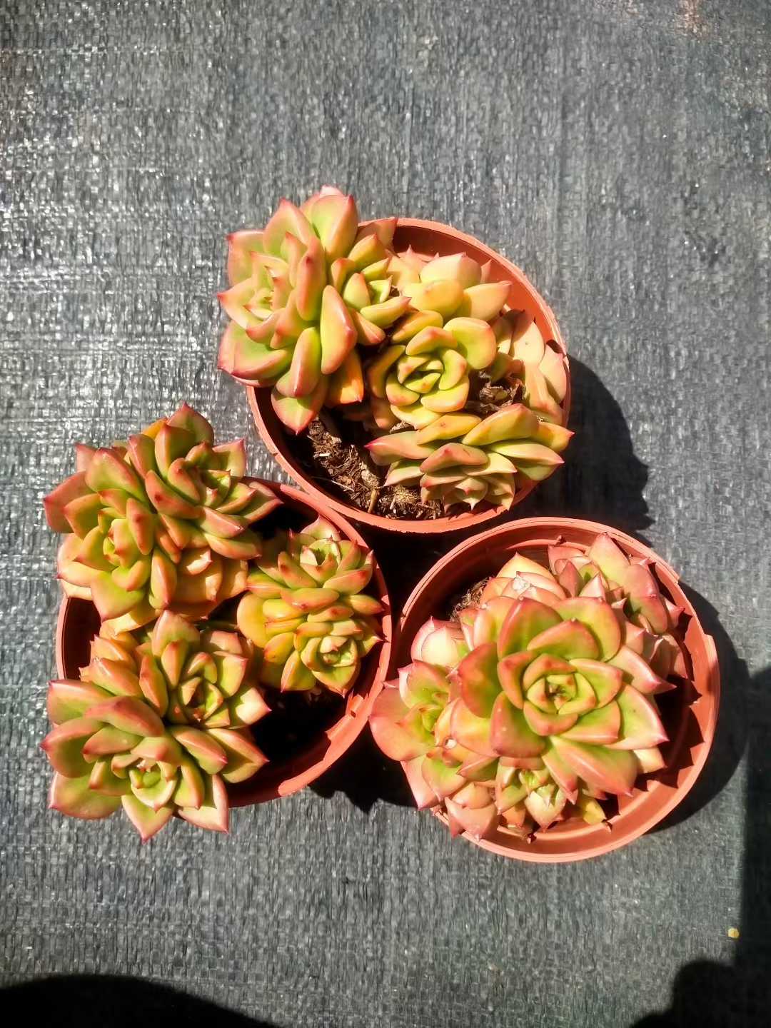 多肉植物 ラボタン 35株セット 3号鉢 品番ZG00013