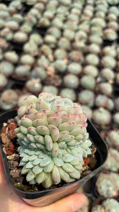 多肉植物 ハクフトコツイカ 50株セット 2.5号鉢 品番AE00012