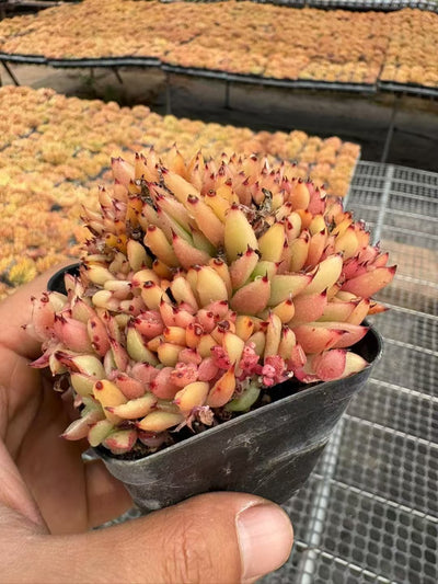 多肉植物 しゃち 50株セット 2.5号鉢 品番AD00085