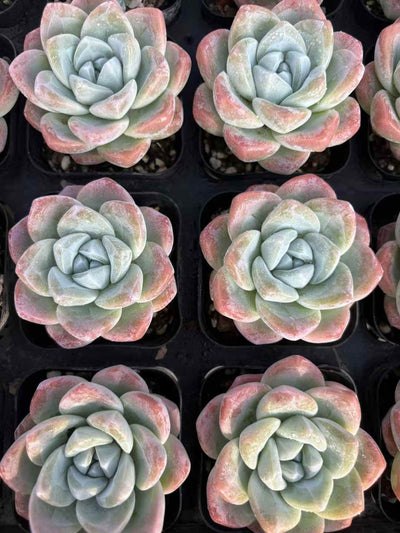 多肉植物 ひょうぎょくたんとう 50株セット 2.5号鉢 品番AD00044