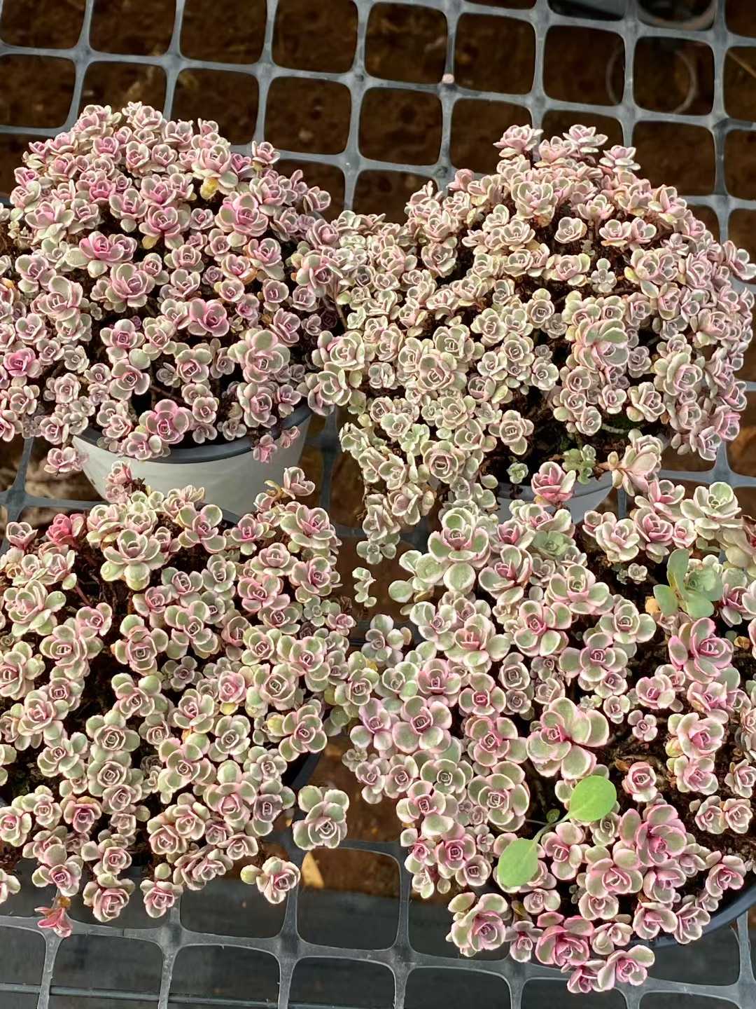 多肉植物 サンフラワー 12株セット 4号鉢 品番AA00172