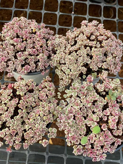 多肉植物 サンフラワー 12株セット 4号鉢 品番AA00172