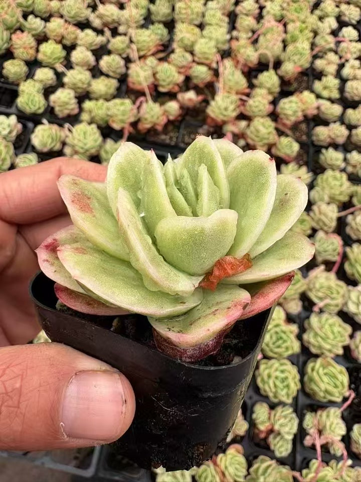 多肉植物 こおりばらにしき 50株セット 2.5号鉢 品番AD00093