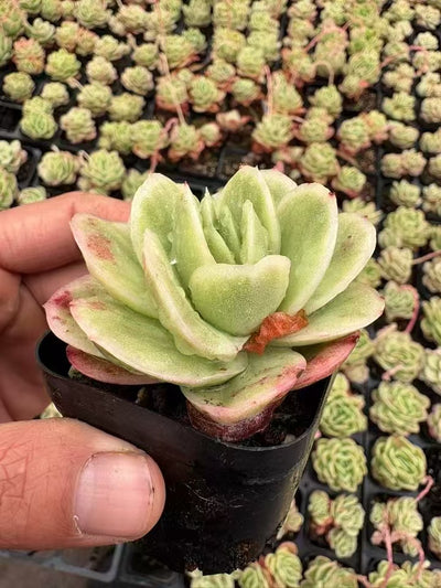 多肉植物 こおりばらにしき 50株セット 2.5号鉢 品番AD00093