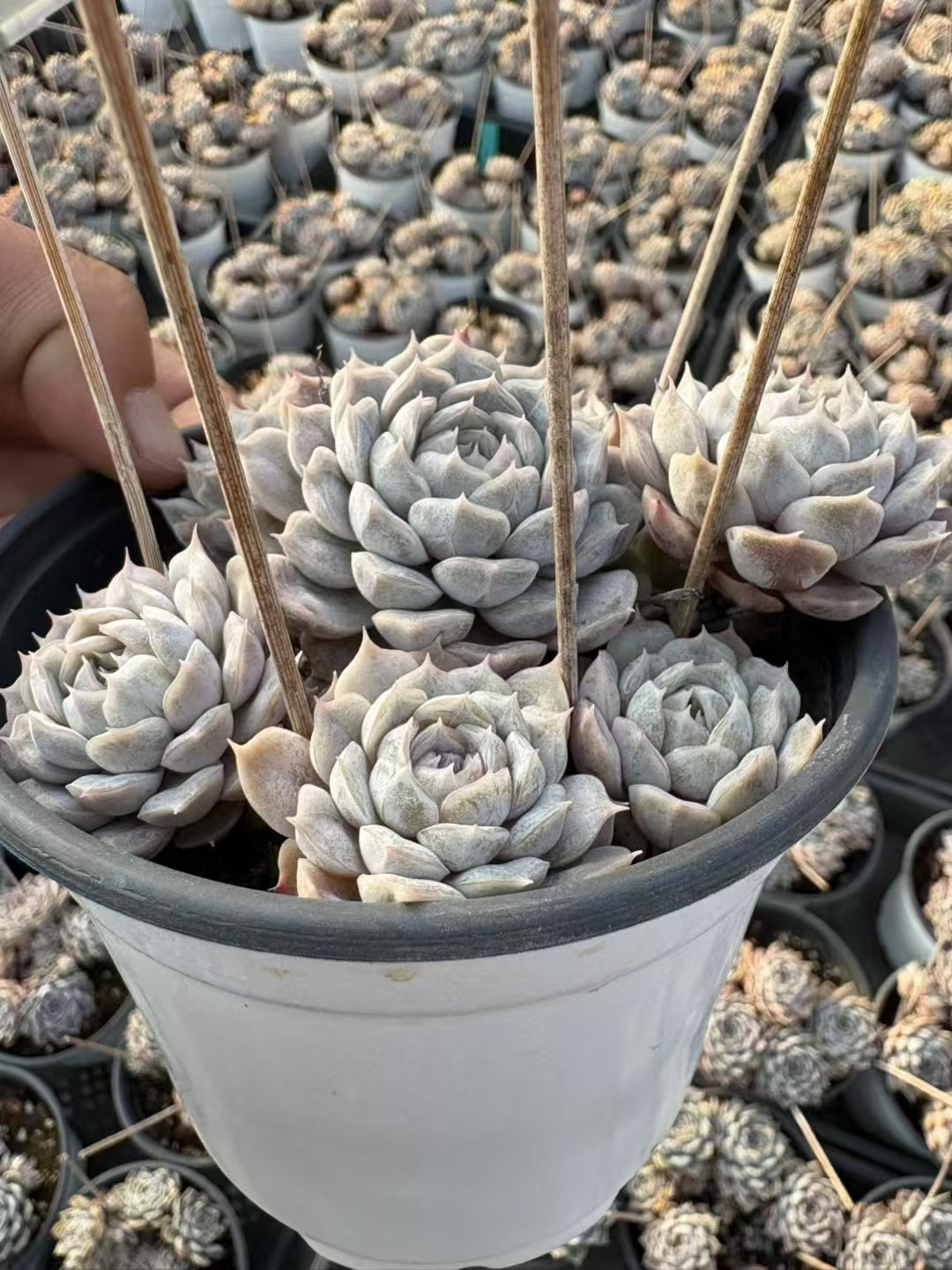 多肉植物 マリベル 15株セット 4号鉢 品番AD00154