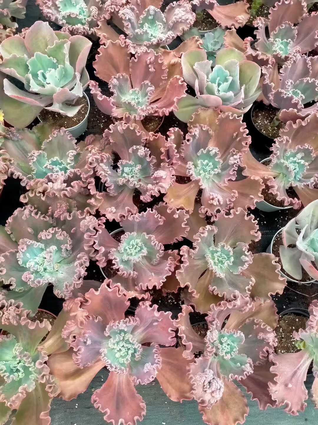 多肉植物 ダンシャク 8株セット 6号鉢 品番ZG00015