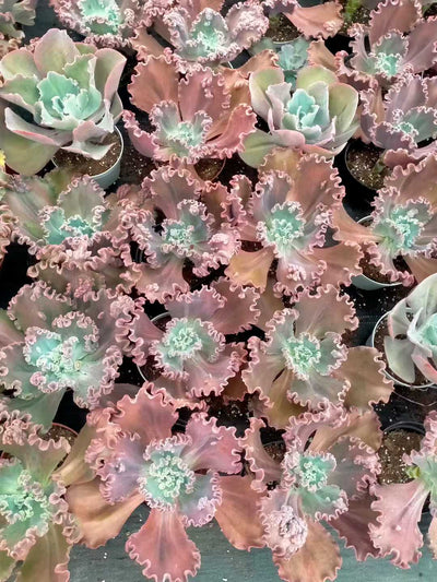 多肉植物 ダンシャク 8株セット 6号鉢 品番ZG00015