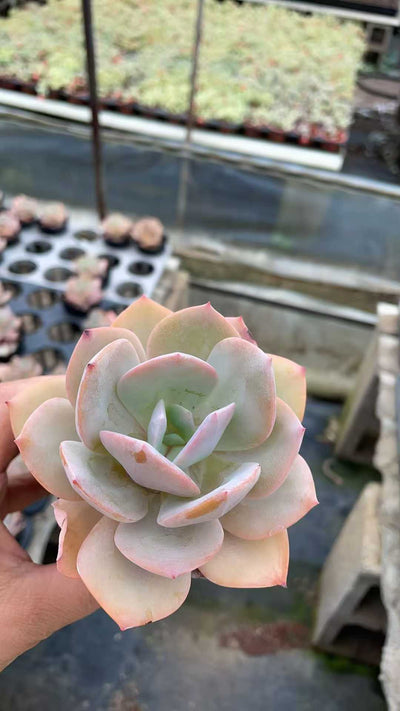 多肉植物 フンホウ 50株セット 2.5号鉢 品番AE00026