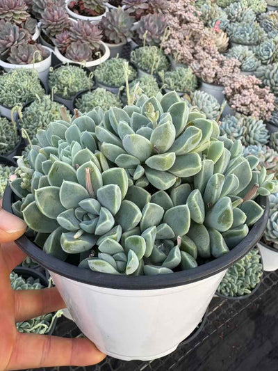 多肉植物 トトッリ 15株セット 5号鉢 品番AD00159