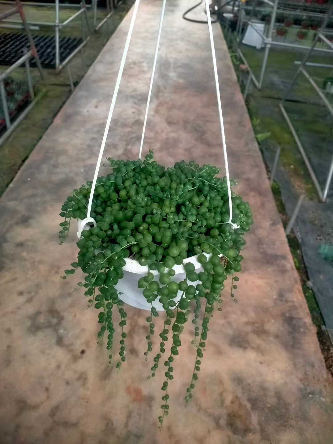 多肉植物 エンジュダイチョウボン 12株セット 5号鉢 品番ZG00059